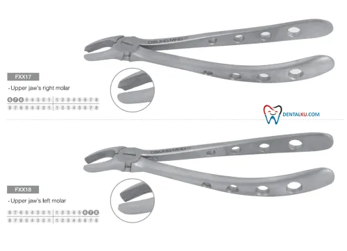 Extraction Forceps Extraction Forceps (Adult) 2 tang_isinya_upper_part_2