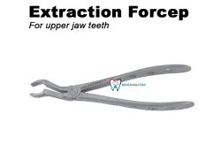 Extraction Forceps Extraction Forceps Adult